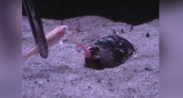 بالفيديو والصور.. حلزون الكونوس يلتهم سمكة بطريقة مرعبة