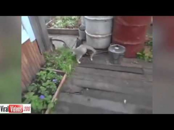 بالفيديو.. كلب ينقذ قطة "سكرانة" من السقوط