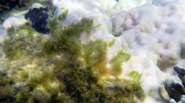 ابيضاض الشعب المرجانية يقضي على 35 في المئة منها في استراليا