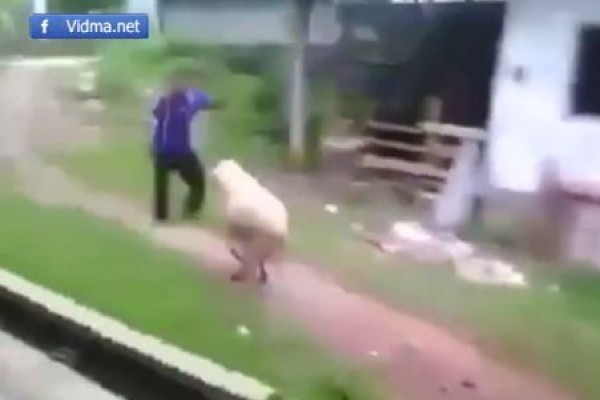 شاهد كيف يلعب شاب مع الخروف بطريقة ممتعة