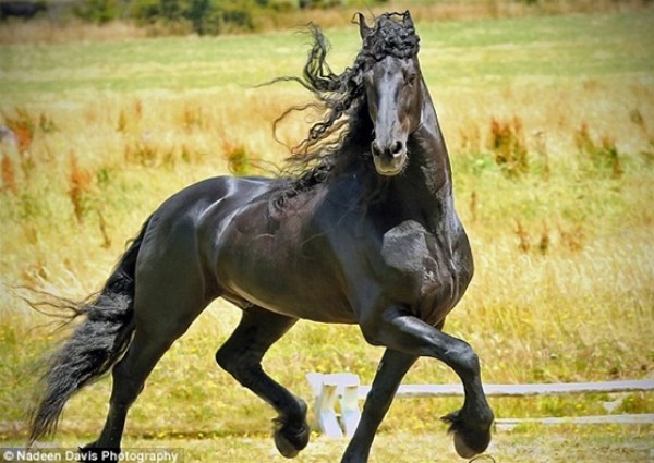 "كاي" ينافس أجمل حصان في العالم 9998738699