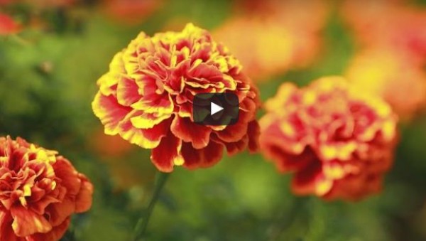 بالفيديو : تعرف على 9 زهور تكرهها الحشرات