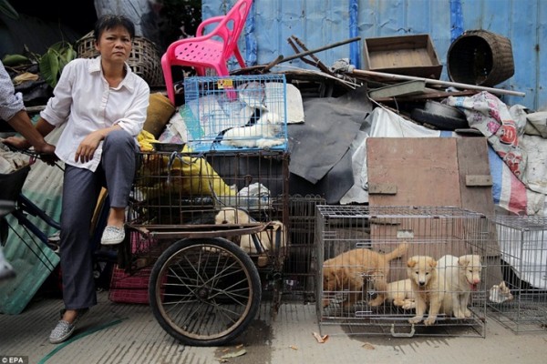 المهرجان الأكثر وحشية ..  قتل أكثر من 10 آلاف كلب وقطة في مهرجان "يولين" الصيني