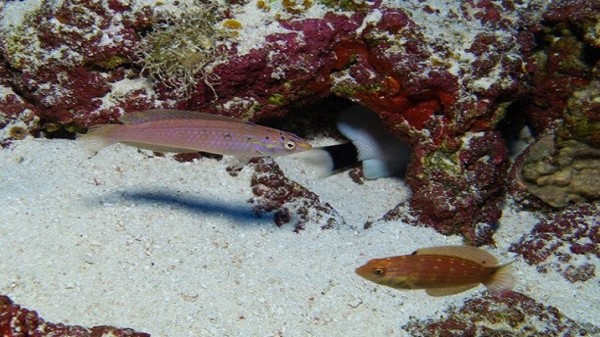 اكتشاف أنواع جديدة من الأسماك في هاواي
