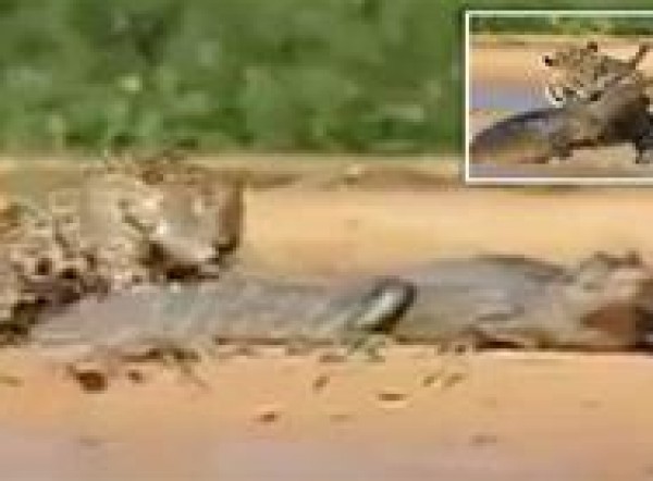 فيديو مثير .. نمر مرقط يفترس تمساحاً ضخماً