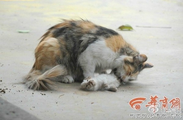 بالصور.. قطة تحاول إنعاش صغيريها بعد قتلهما بوحشية في الشارع