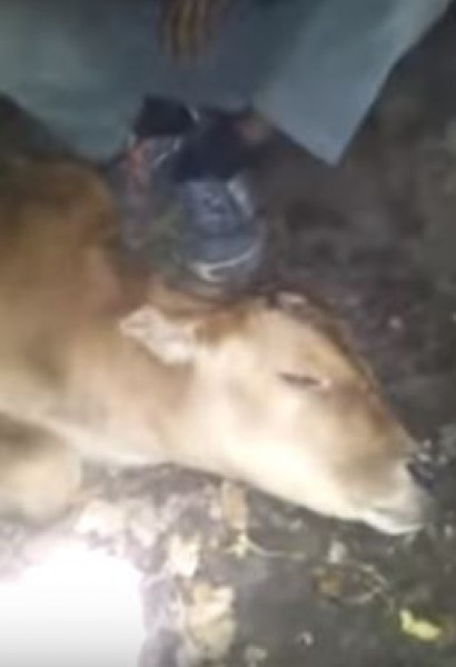 عجل حديث الولادة ينطق لفظ الجلالة بوضوح