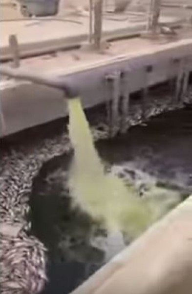 مزرعة أسماك داخل أحواض الصرف الصحي بأسوان