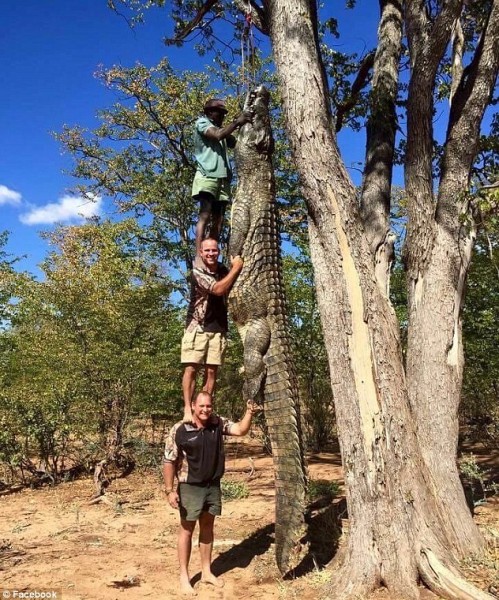 بالصور.. 3 رجال يصطادون تمساحا في طول شجرة
