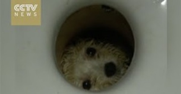 بالفيديو.. لقطات مذهلة لإنقاذ كلب حشر نفسه داخل مرحاض