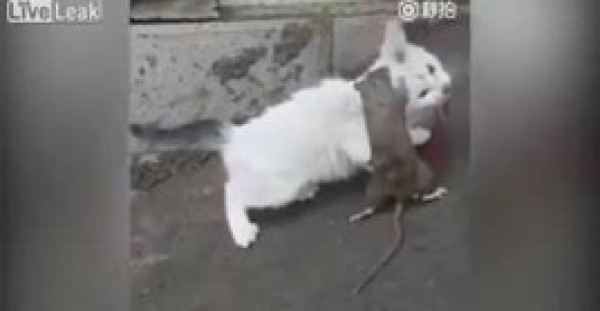 بالفيديو.. فأر ضخم وجريء يؤدب قط في معركة غريبة