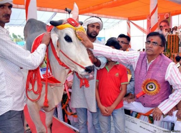 إجبار اثنين من المسلمين على أكل روث البقر في الهند عقابا لهما على تهريب لحومها