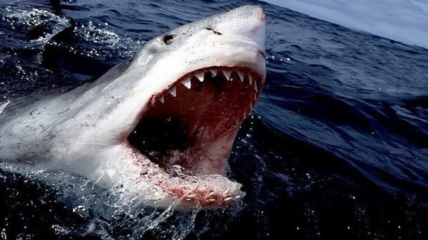 عصابة أسماك القرش تهدد السياحة المصرية