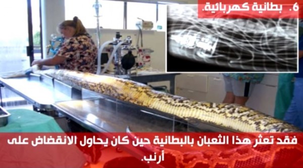 ثعابين مخيفة إبتلعت أشياء غريبة وندمت عليها