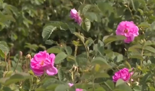 مزارع الورود بمدينة الطائف السعودية