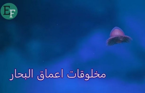أغرب المخلوقات في أعماق البحار و التي لم يراها سوى القليل من البشر