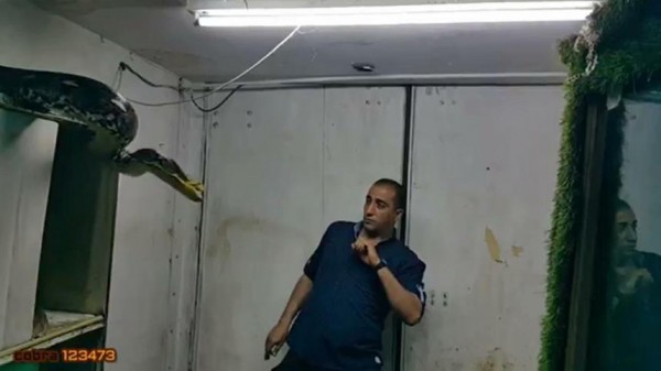 مواجهة بين افعي ورجل يحاول إصطيادها
