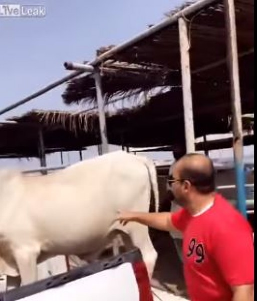 عجل يلقن شاب درساً قاسي بعد أن حاول مضايقته