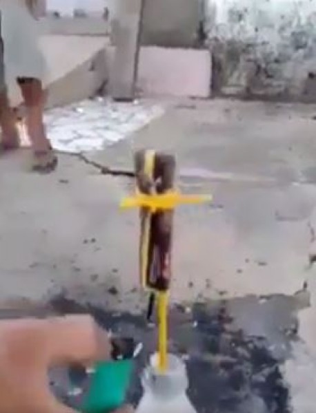 إعدام سحلية بطريقة غريبة