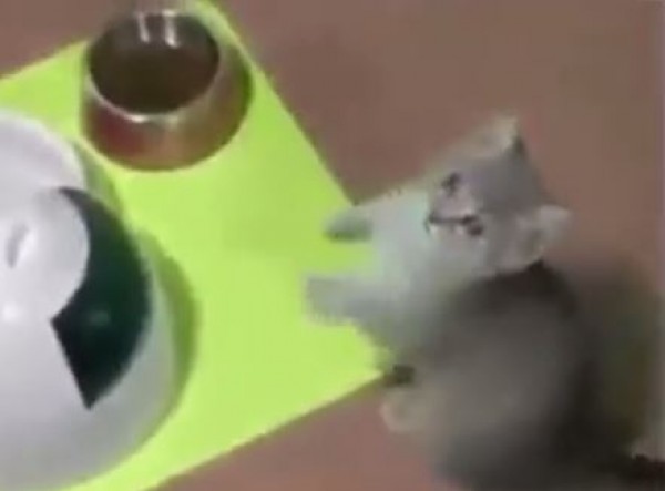 قطة تستأذن من مالكها قبل البدء بالأكل