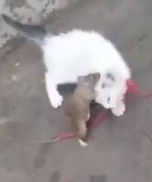 فأر يؤدب قط في معركة غريبة