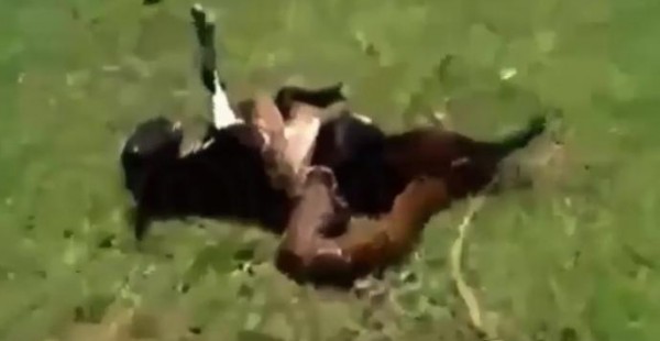 معركة لإنقاذ ماعز من قبضة ثعبان ضخم