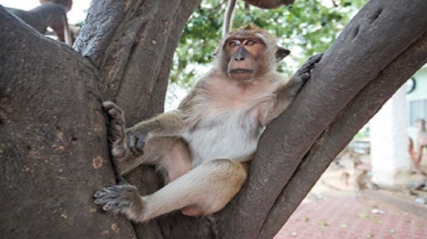 الكشف عن آلية ظهور الفصام ومرض التوحد لدى القرود