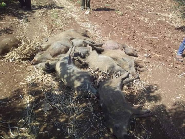 بلدية سيلة الحارثية غرب جنين تشرع بحملة للقضاء على الخنازير البرية