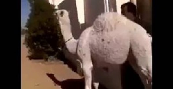 بالفيديو.. سعودي يصارع جملًا ويضعه داخل شنطة سيارته