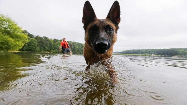 علماء روس يمكنون الكلاب من التنفس تحت الماء