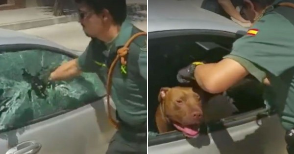 بالفيديو: شرطي يحطم نافذة سيارة لإنقاذ كلب محتجز داخلها