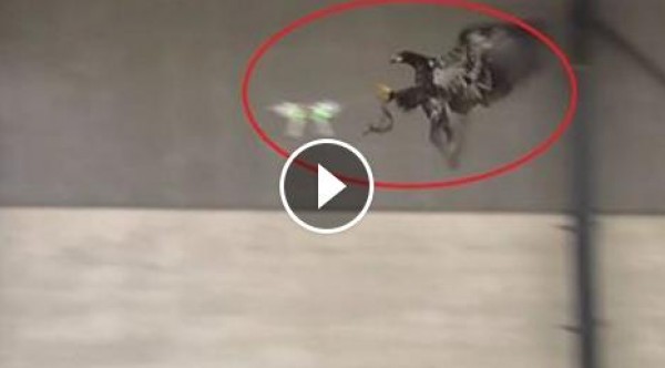 في هولندا .. تدريب النسور على اصطياد طائرات بدون طيار