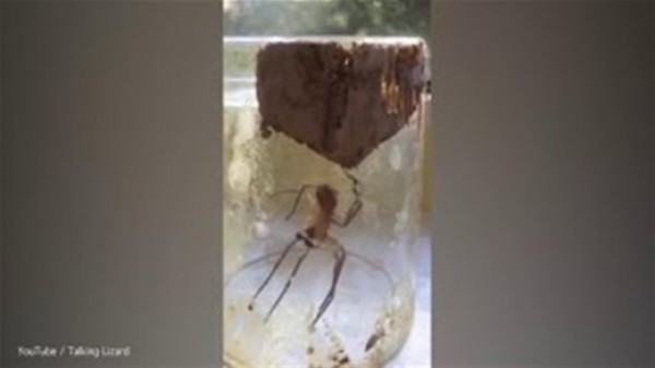 بالفيديو.. عنكبوت يعالج ساقه المكسورة بطريقة غريبة