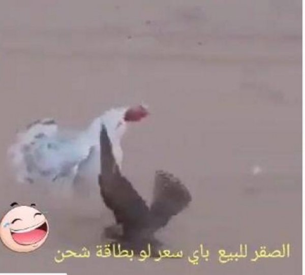 دجاجة تحكم السيطرة على صقر بري