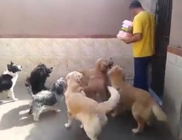 الكلاب المطيعة