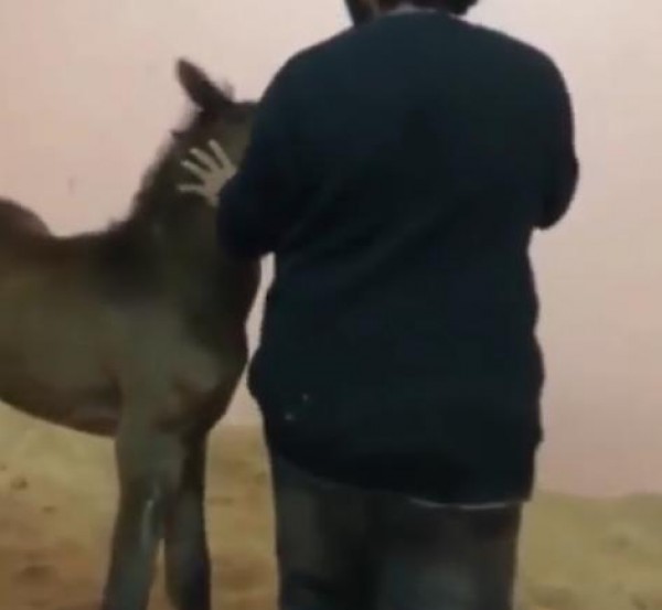 شاهد كيف كانت ردة فعل صحان حديث الولادة بعد إبعاد الرضعه عنه