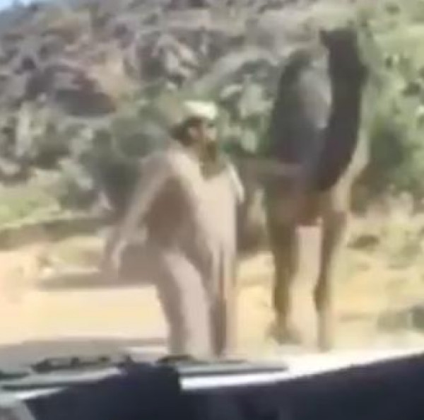 إنتقام جمل