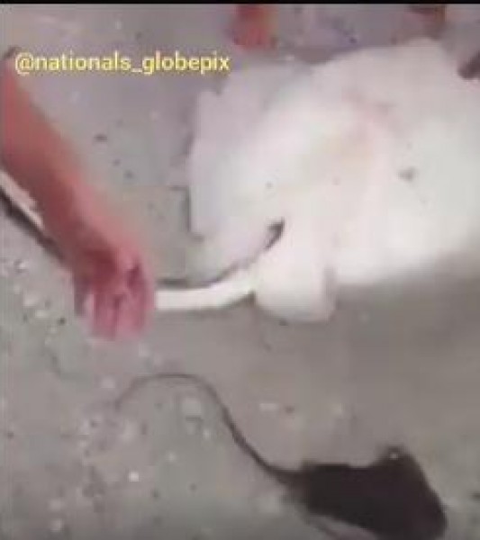 لحظات ولادة على الشاطئ