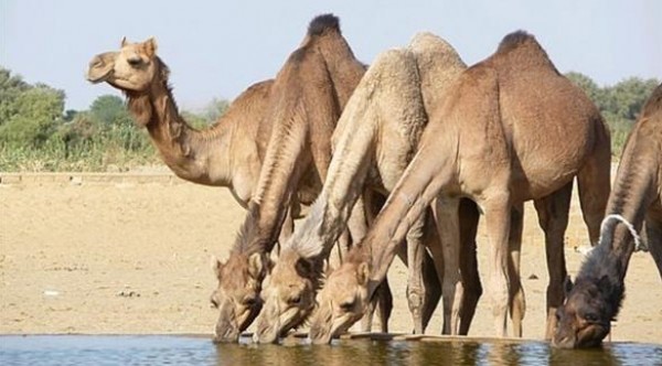 أطباء يكشفون حقيقة أن بول الإبل يعالج السرطان!