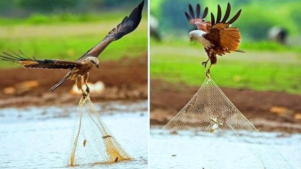 شاهد: الطائر الذي وصفه الرسول بفاسق وهو يسرق سمك الصياد