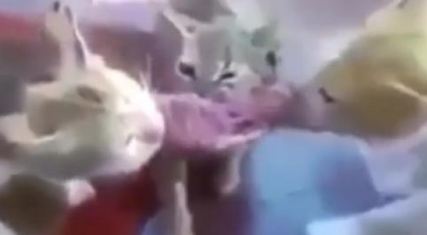 قتال على الطعام