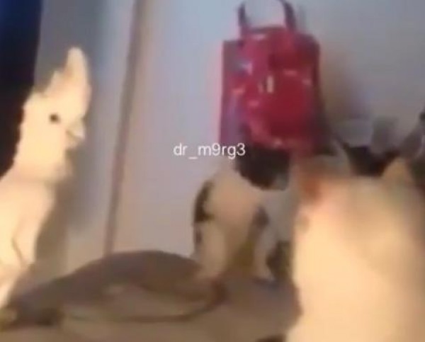 الببغاء المتنكر