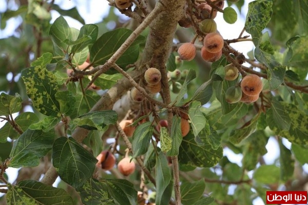تنتج محصولا لأكثر من مرة في العام شجرة الج م يز المعمرة فاكهة