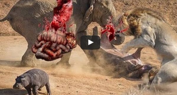 بالفيديو:شاهد أشرس الهجمات عالم الحيوان