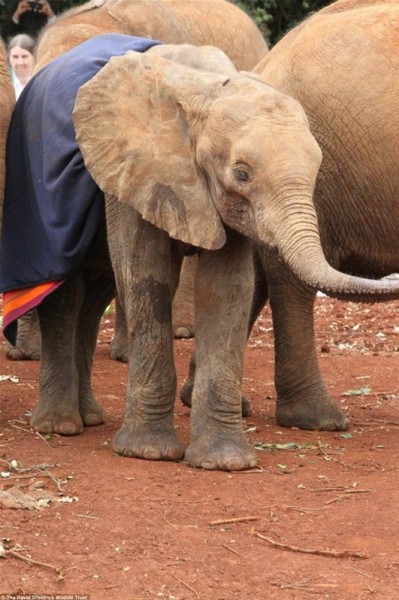 بالصور.. فيل يحتضن والدته الميتة في مشهد مؤثر