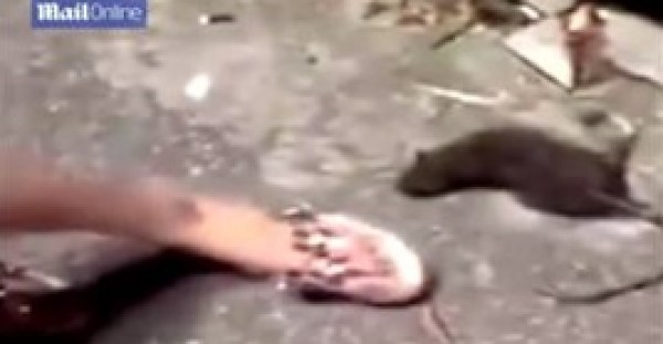 بالفيديو.. فأر نصف ميت ينتقم من امرأة دهسته بحذائها