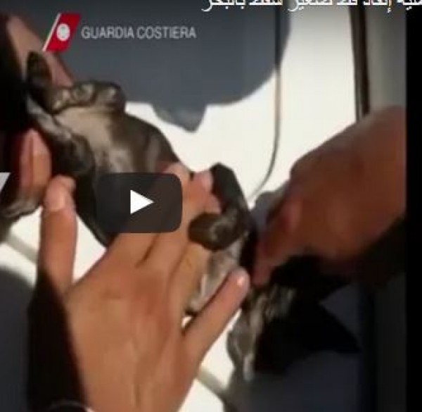فيديو إنساني لعملية إنقاذ قط صغير سقط بالبحر