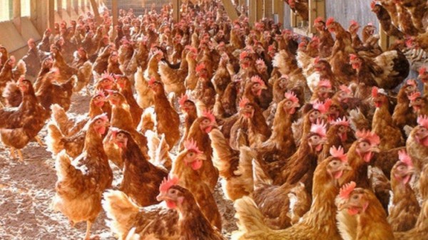 إعدام آلاف الدجاج في توغو للحد من تفشي إنفلونزا الطيور