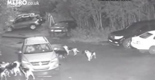 بالفيديو.. لقطات غريبة لكلاب تحاول سحب سيارة