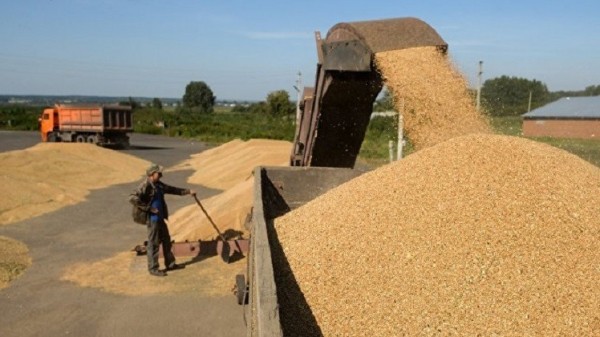 روسيا تلغي رسوم تصدير القمح حتى يوليو 2018